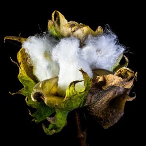 cotton image