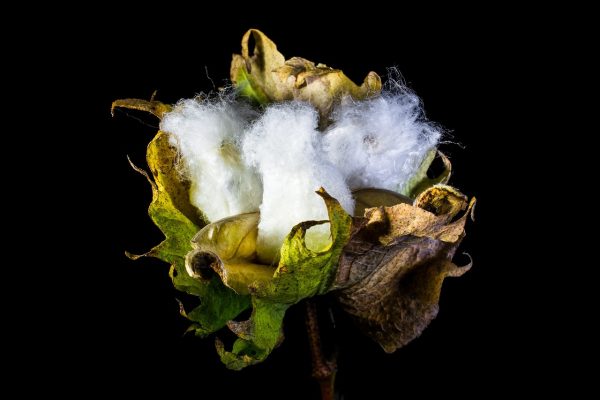 cotton image